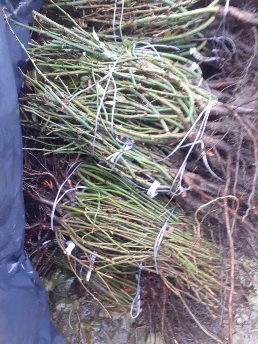 Butași trandafir cu rădăcină liberă