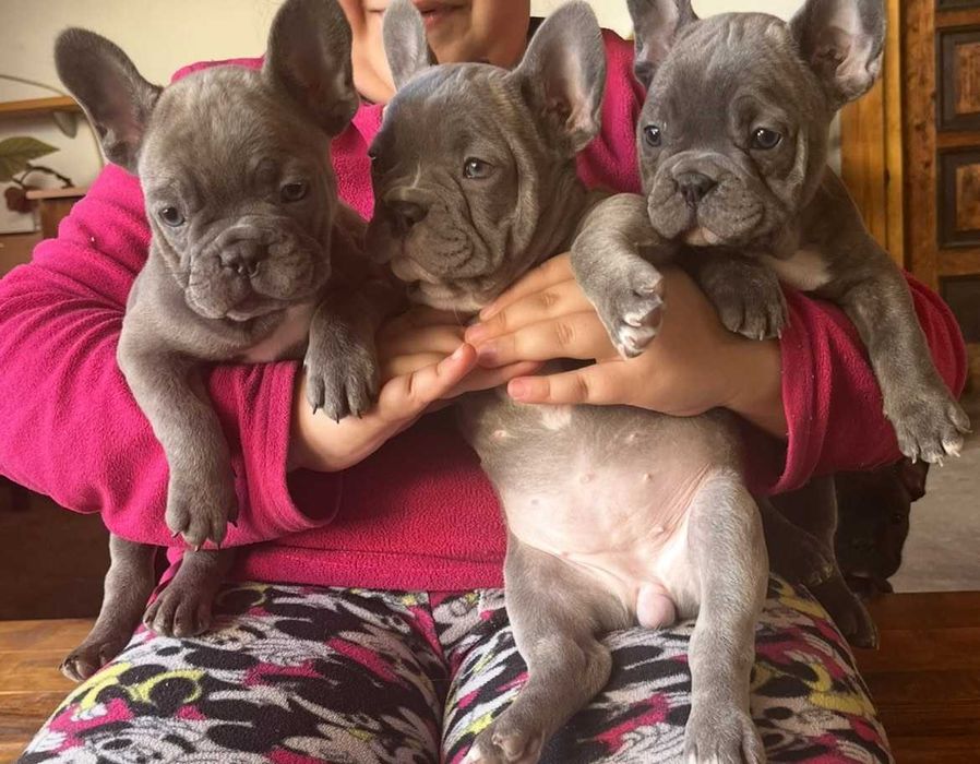 Френски булдочета