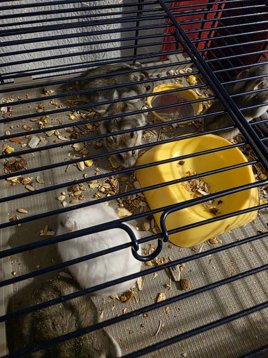 Vand 4pui de hamster pitic cu mamalor+Cusca