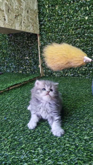 Britan toshken shahat