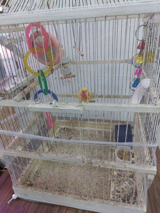 Продаются попугаи неразлучники