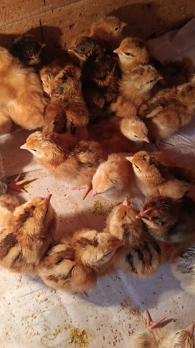 Жўжалар Корея Хан ҳеяп