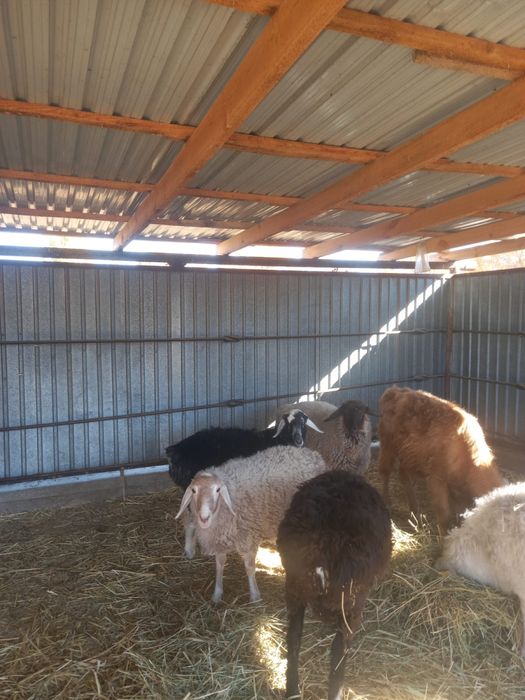 Тоқтылар сатылады