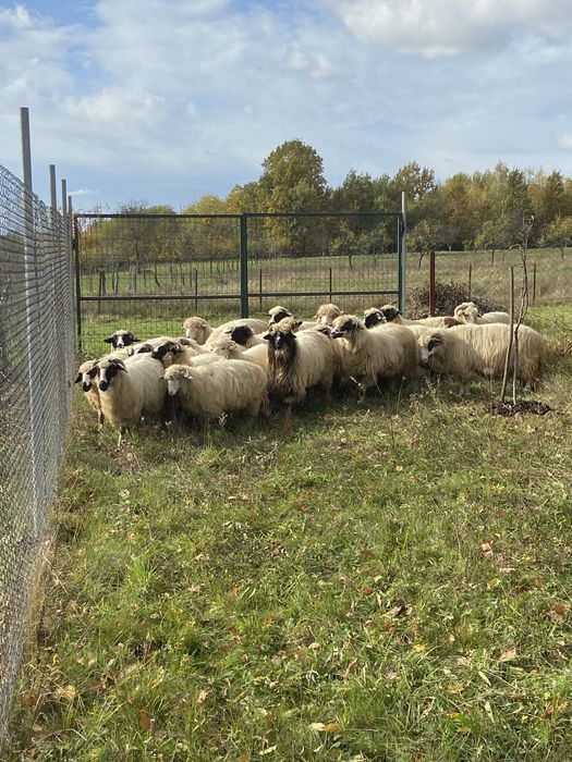 Oi tinere de vanzare