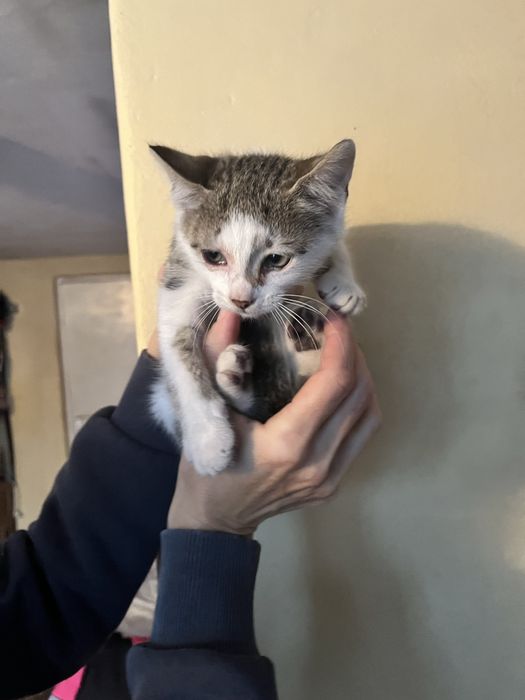 Donez pui de pisică