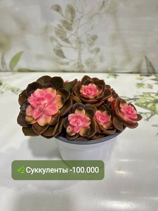 Суккуленты и литопсы