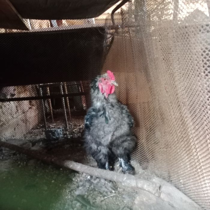 Brama  horoz va tovuq  va joja bor  sotilad sirochna