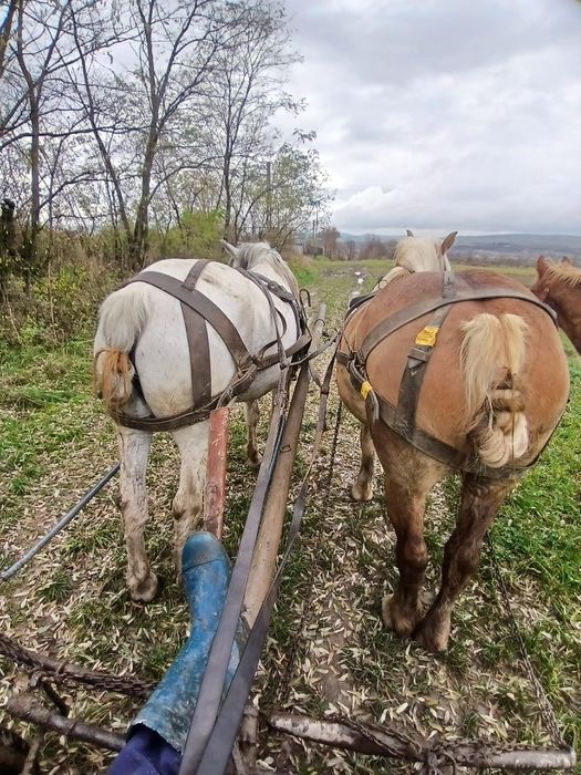 Vand iapa cu vârstă de 4 ani si gestanta