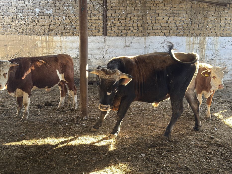 Tauri juninci si vaci