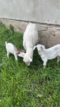 Продам козу с козлятами заненского порода