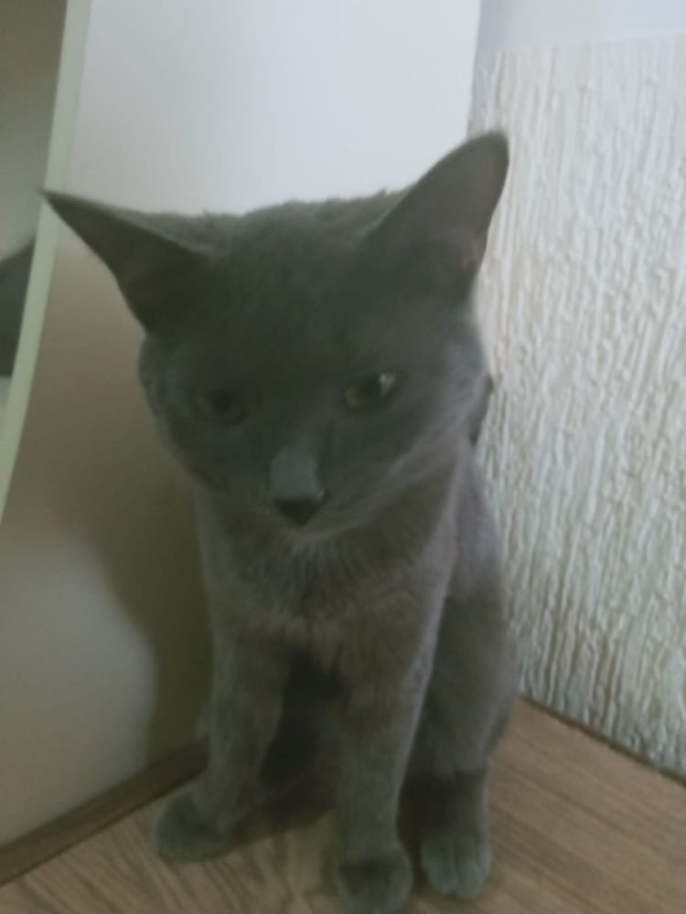 Кот по имени Лео
