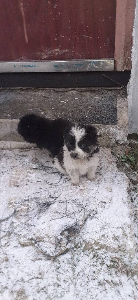 Catelusi pentru adoptie