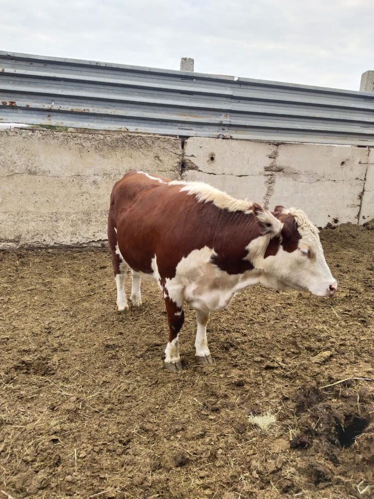 Продам телок на откорме 7 голов