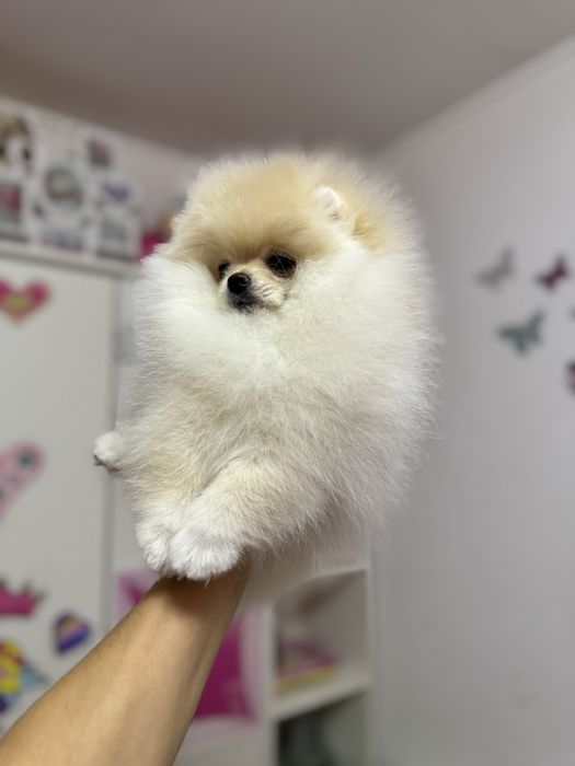 Femela pomeranian fci pedigree