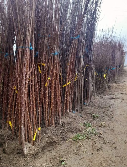 Pomi fructiferi certificati