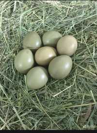 Продам инкубационное яйцо фазанов.