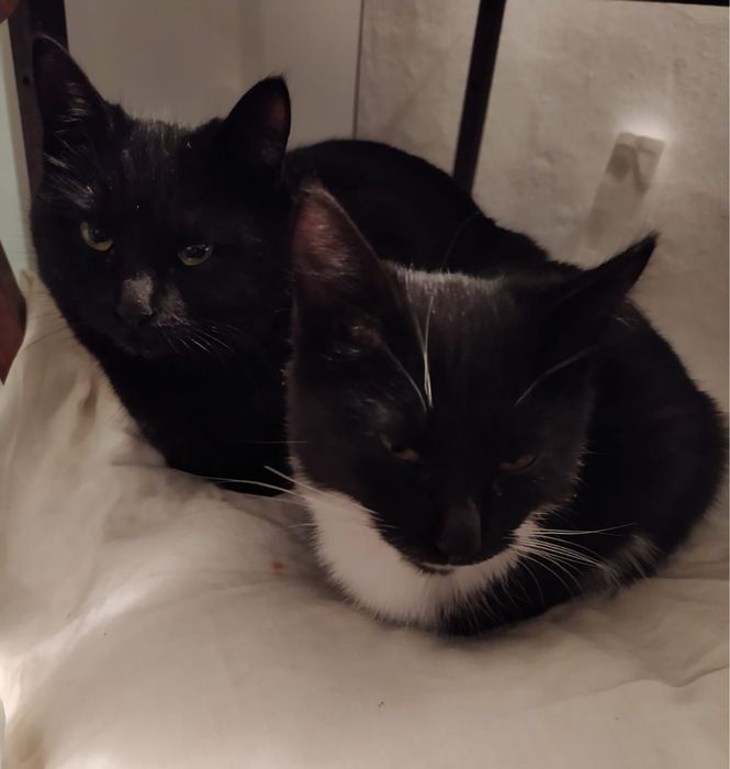 Отдам кошку в добрые руки