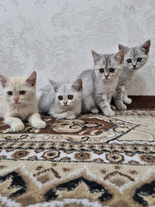 Шиншилла мушуклар сотилади