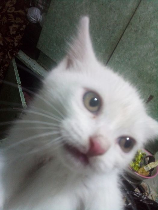 Мишик сотлайди 100 мин