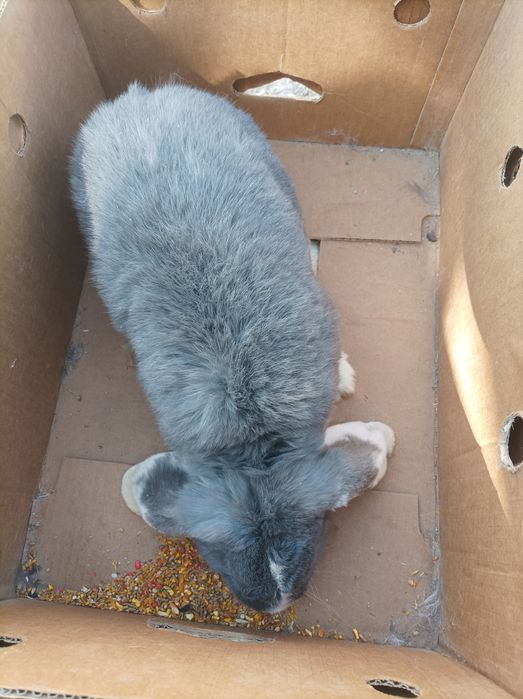 Fransuzki baran erkak