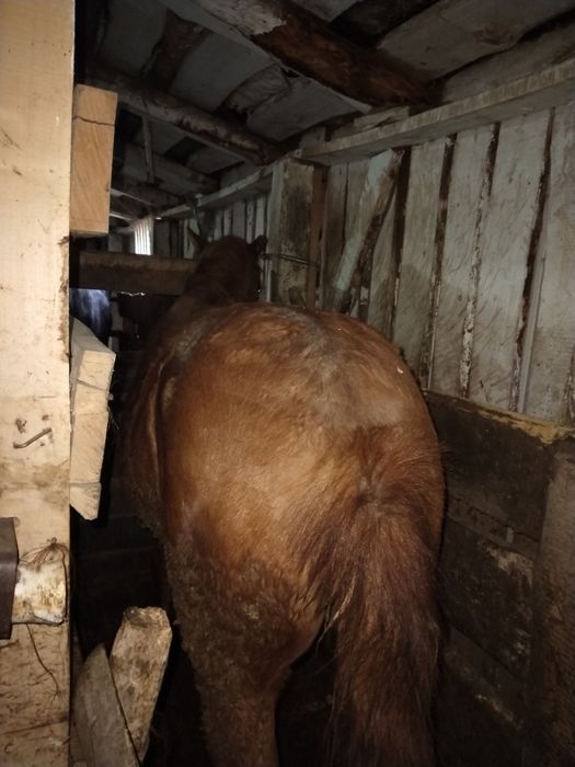 Тай с откорма жирные