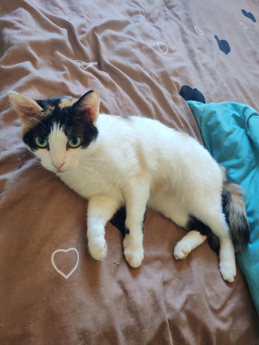 Кошечка умничка красавица