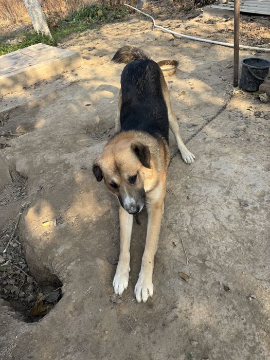 Otdadim v horoshie ruki s otslejivaniem