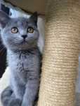 Britis shorthair