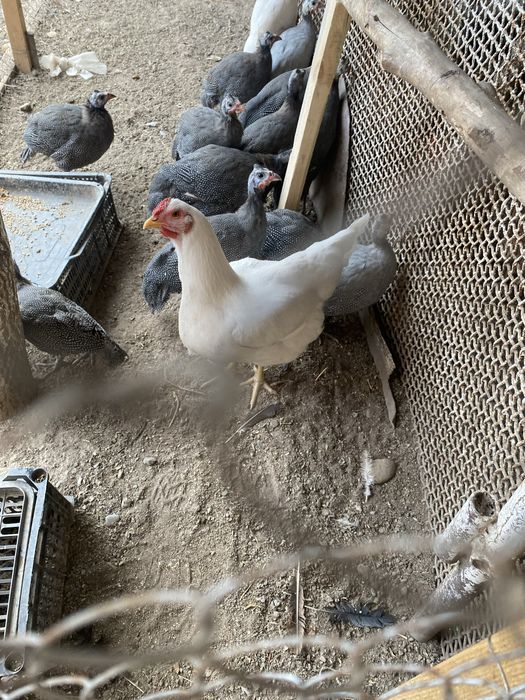 Цесарка 6 айлык багасын келысемыз