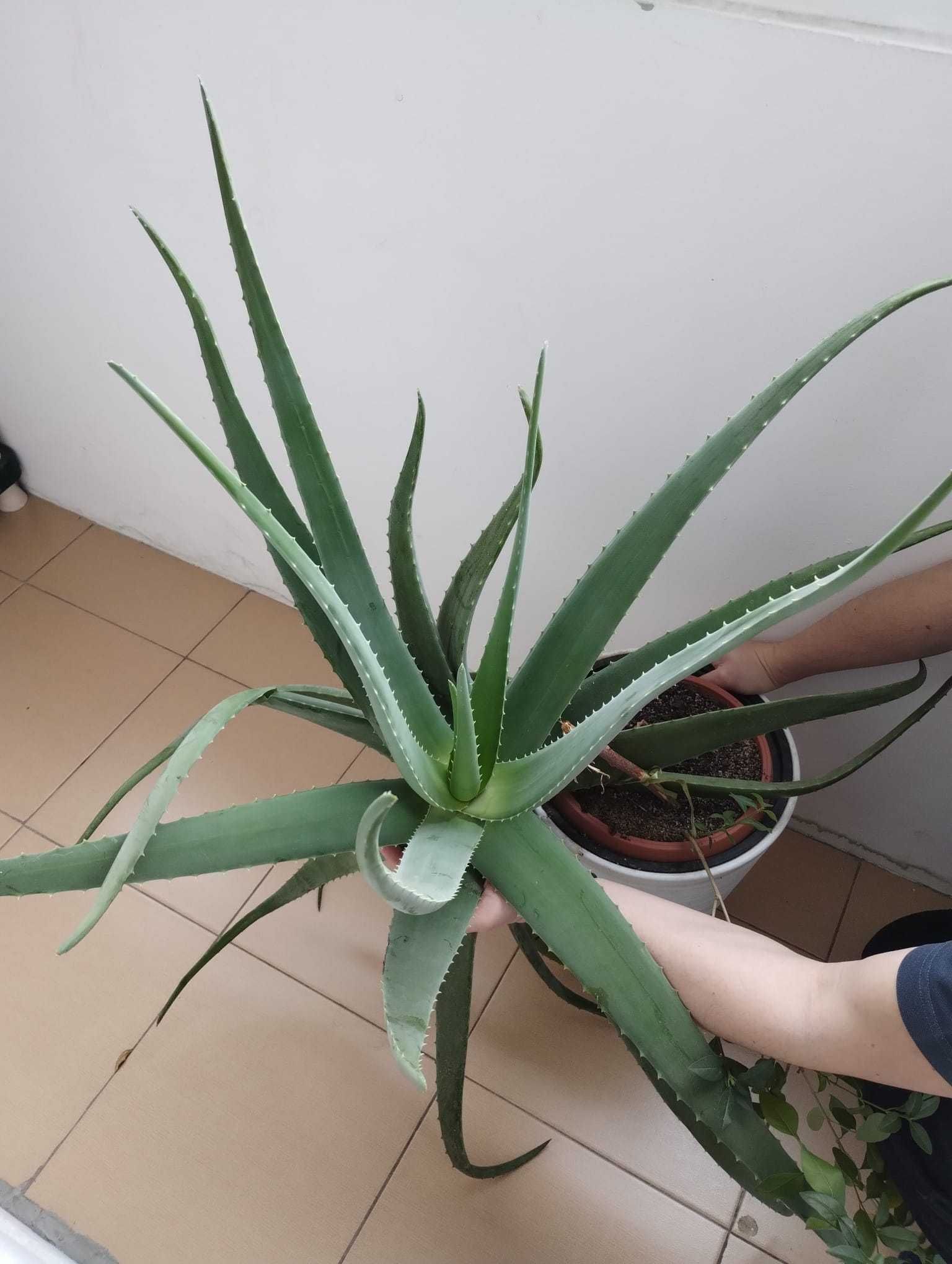 Vând Aloe Vera comestibila, medicinala