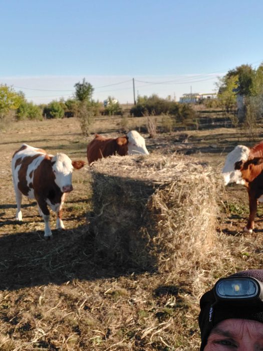 Vand 3 juninci gestante