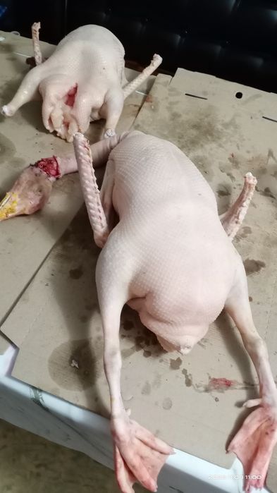 Мясо гусей. Тушки свежие. Гуси.