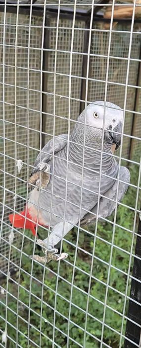 Vand pui blanzi  papagali jako