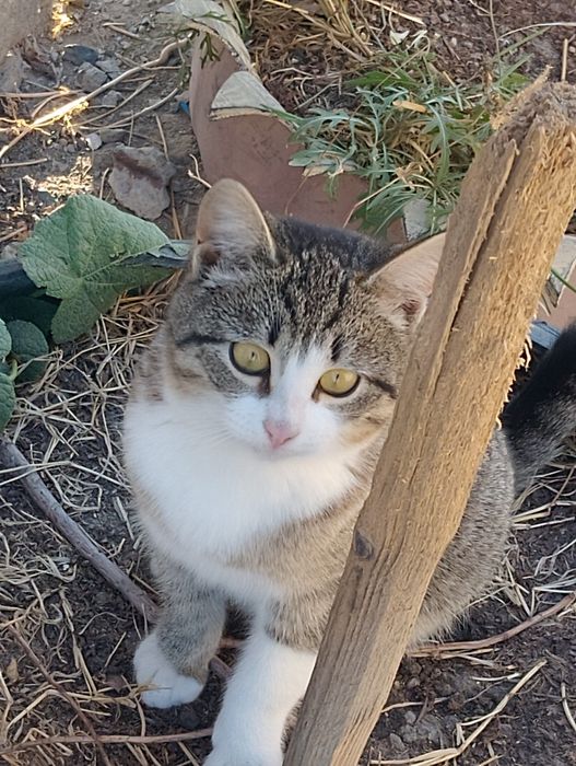 Отдам котят в добрые руки котятам 4 месяца