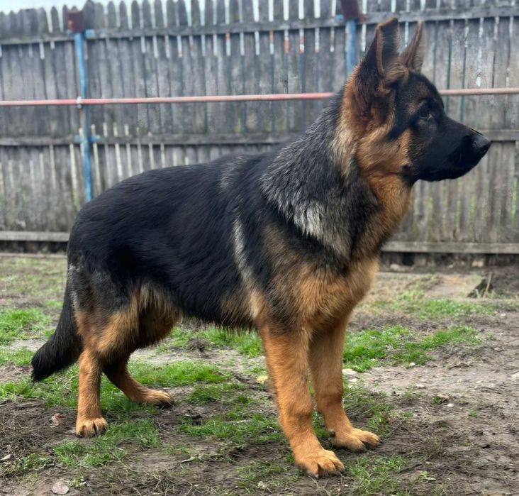 Pui Ciobanesc German Cu Pedigree