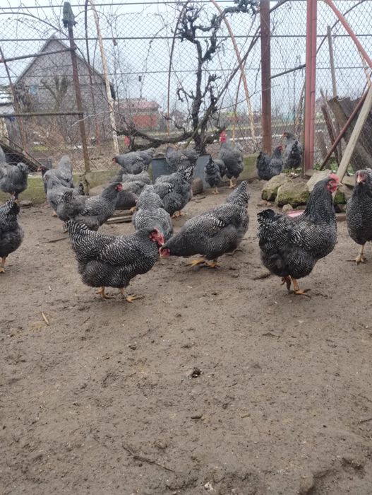 Vand plymouth rock barat