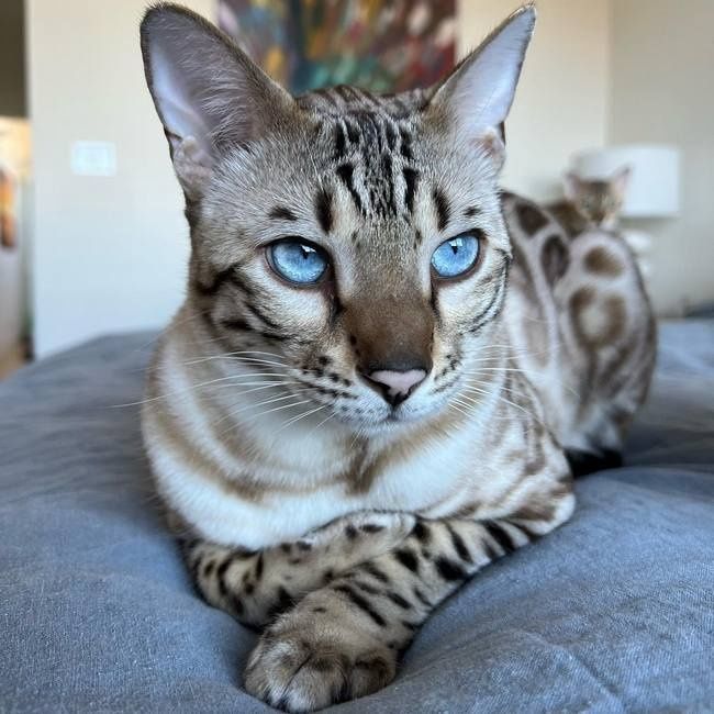 Редкий - окрас бенгальских ! СНЕЖНЫЙ МИНК