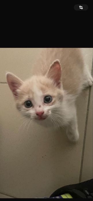 Котенок мальчик 1,5 месяца
