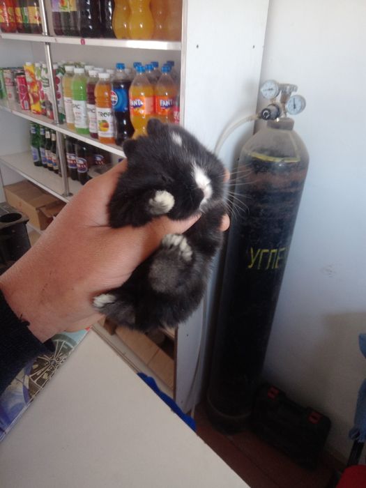 Ulkeymitn kiwkentay qoyandar