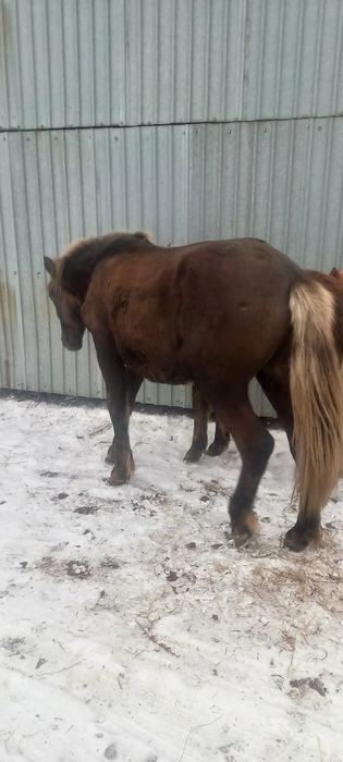 Продам тай и жабагы