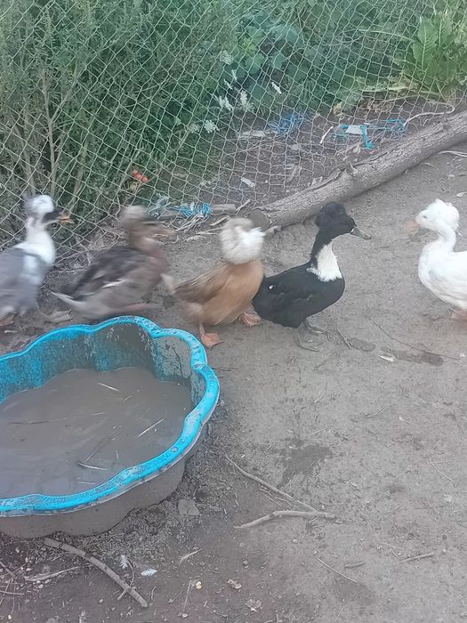 De vanzare rate cu mot si boboci de gasca metis de holmogor F3.