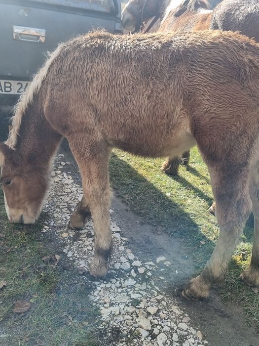 Manza frumoasa și cuminte