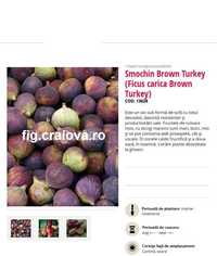 Smochin Brown Turkey - 170 - 190cm