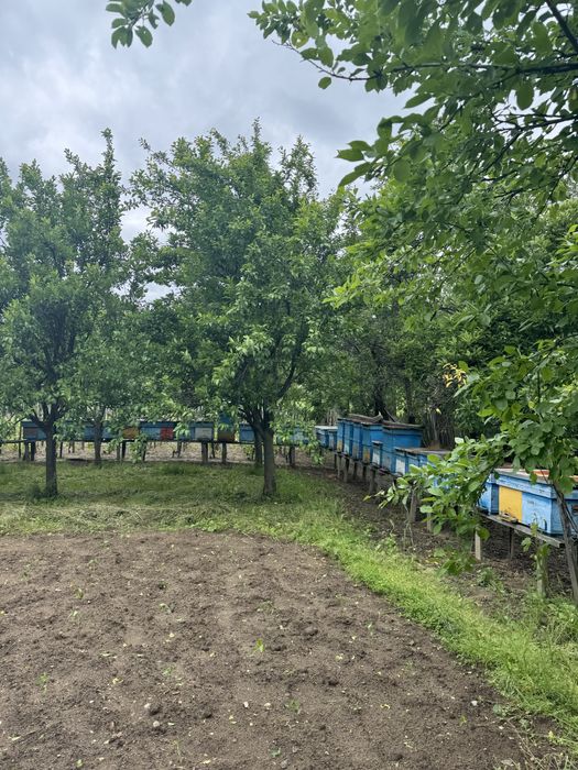 Vand familii albine/20 rame