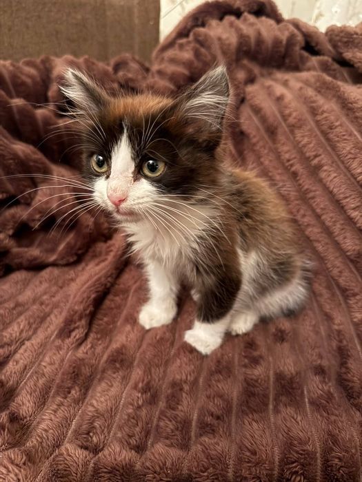 Отдам девочку в добрые руки