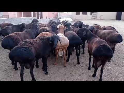 Qochqorlar sotiladi