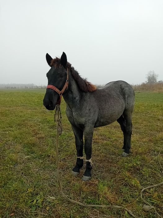 Vand sau schimb manz