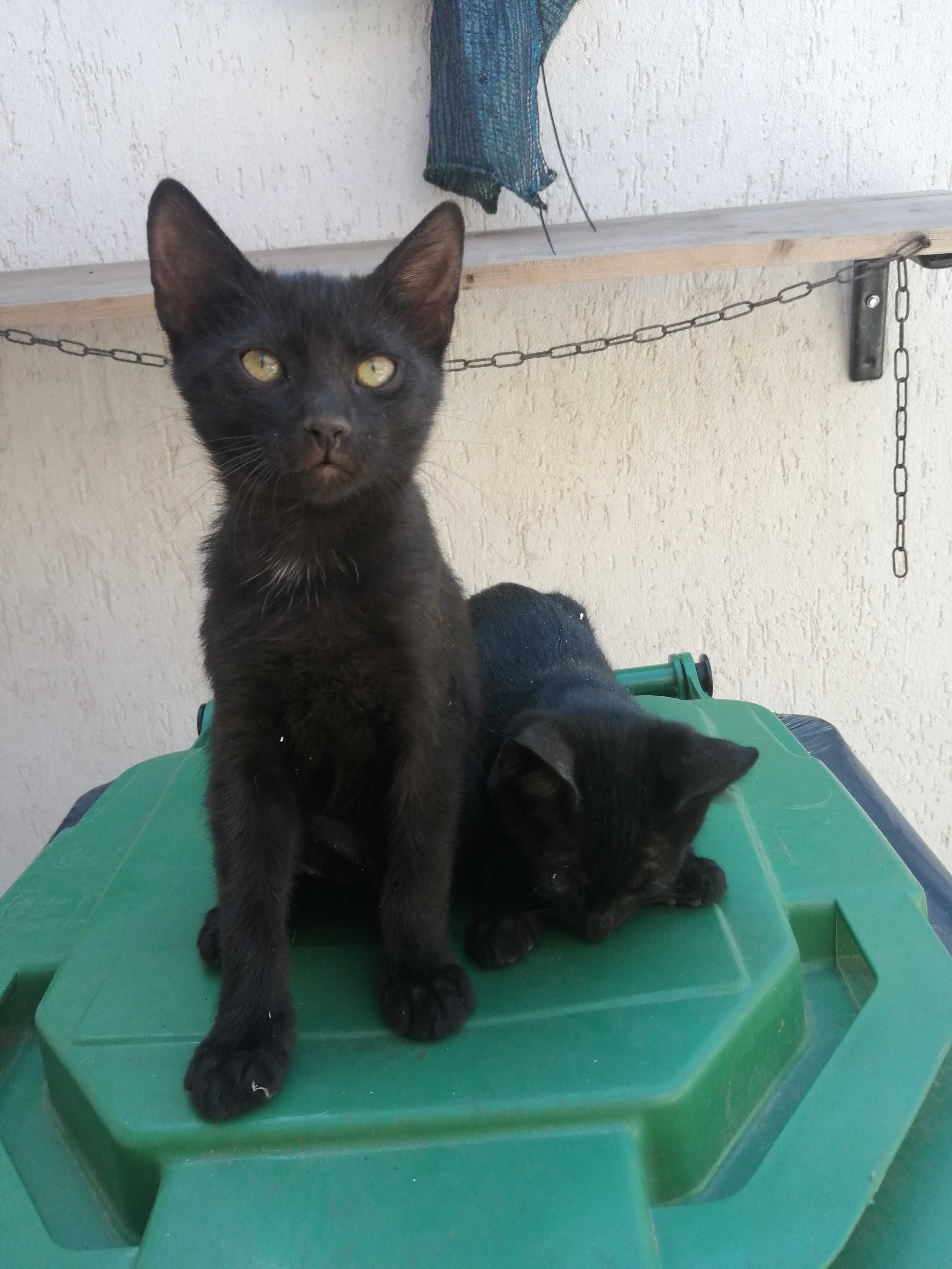 Pisicute pt adoptie,, 8 ghemotoace