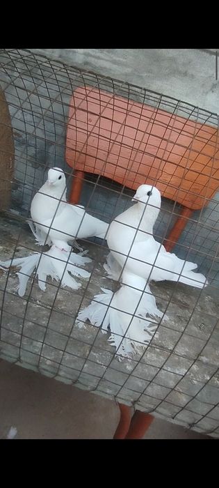 Голуби на гребле