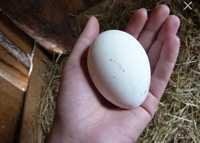 Гусинные инкубационные яйца